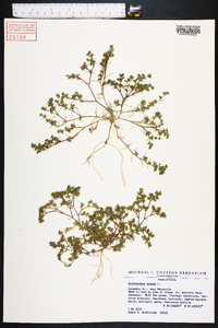 Scleranthus annuus image