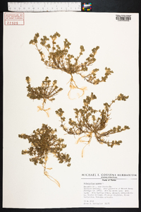 Scleranthus annuus image