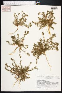 Scleranthus annuus image