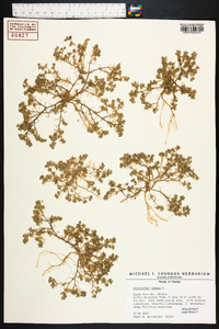 Scleranthus annuus image