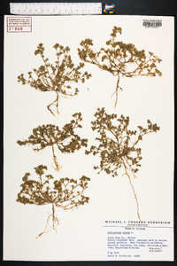 Scleranthus annuus image