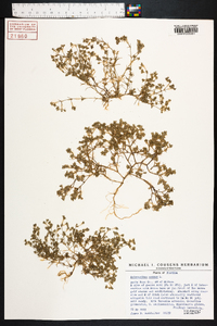 Scleranthus annuus image