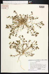 Scleranthus annuus image