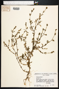 Silene gallica image