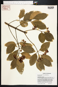 Euonymus fortunei image