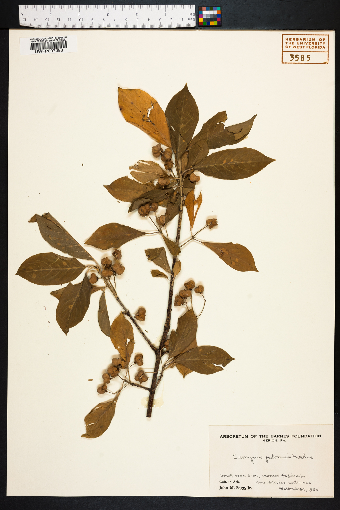 Euonymus fortunei var. fortunei image