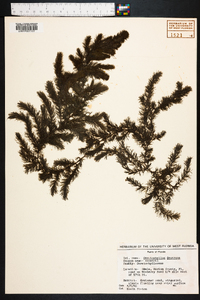 Ceratophyllum demersum image