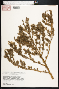 Atriplex pentandra image