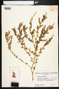 Atriplex pentandra image