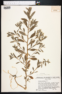 Atriplex pentandra image