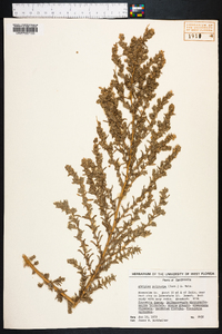 Atriplex polycarpa image