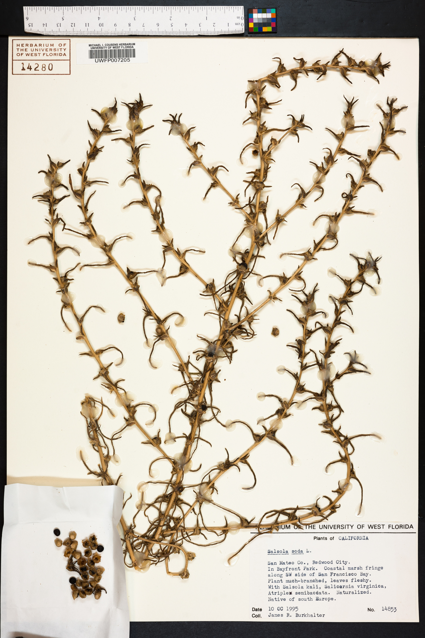 Salsola soda image