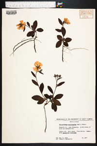 Helianthemum carolinianum image