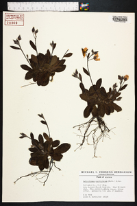 Helianthemum carolinianum image