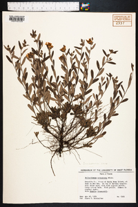 Helianthemum corymbosum image