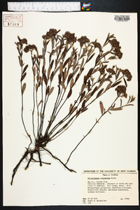 Helianthemum corymbosum image