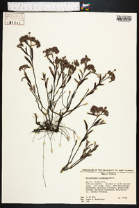 Helianthemum corymbosum image