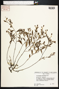 Helianthemum georgianum image