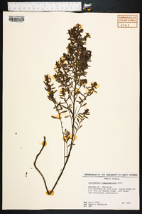 Helianthemum rosmarinifolium image