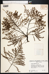 Lechea sessiliflora image