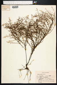 Lechea sessiliflora image