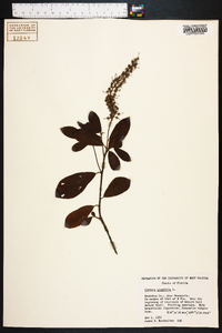 Clethra alnifolia image