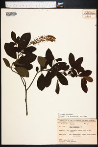 Clethra alnifolia image