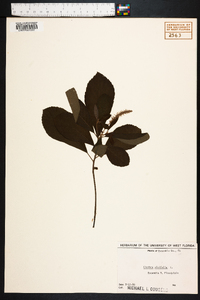 Clethra alnifolia image