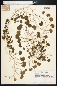 Dichondra carolinensis image
