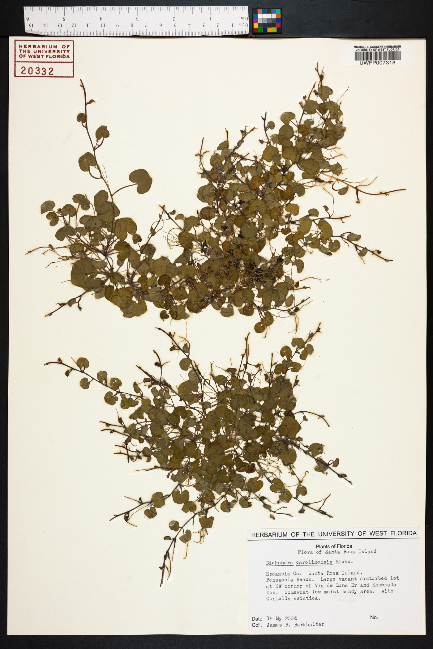 Dichondra carolinensis image