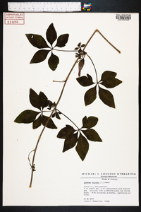 Ipomoea cairica image