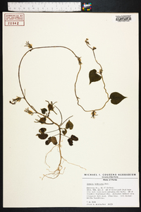 Ipomoea hederacea image