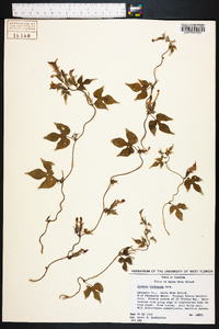 Ipomoea hederacea image