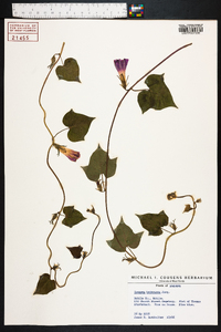 Ipomoea hederacea image