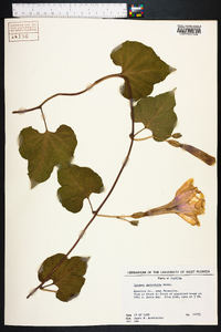 Ipomoea macrorhiza image