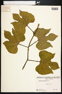 Ipomoea macrorhiza image