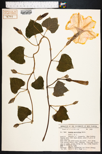 Ipomoea macrorhiza image