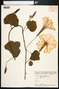 Ipomoea macrorhiza image