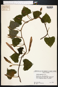 Ipomoea macrorhiza image