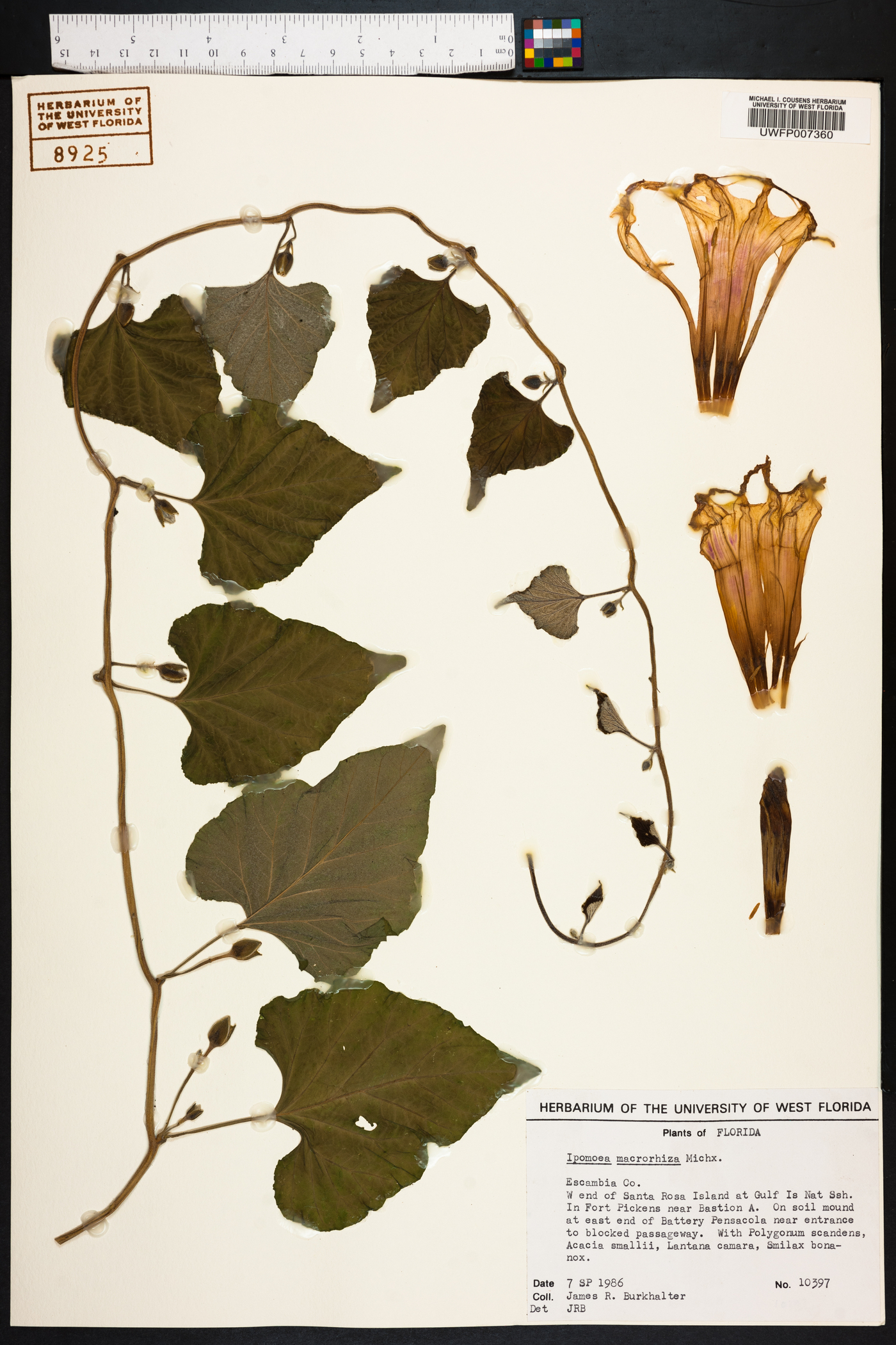 Ipomoea macrorhiza image