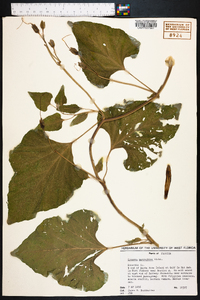 Ipomoea macrorhiza image