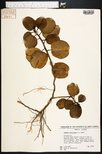 Ipomoea pes-caprae image