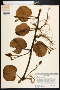 Ipomoea pes-caprae image