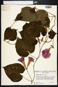 Ipomoea purpurea image