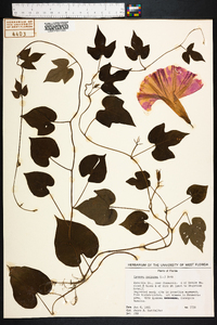 Ipomoea purpurea image