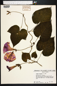 Ipomoea purpurea image