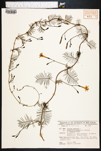 Ipomoea quamoclit image