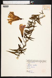 Ipomoea sagittata image