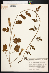 Ipomoea imperati image