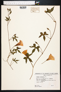 Ipomoea trichocarpa image